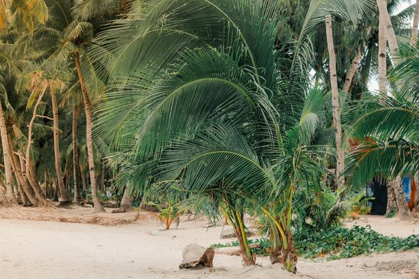 Les critères de location d'un chalet en camping