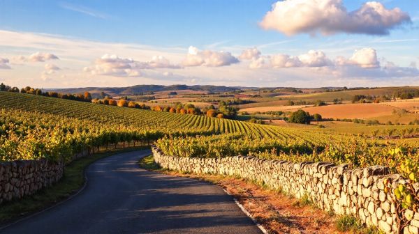 5 raisons de parcourir la route des grands crus en Bourgogne